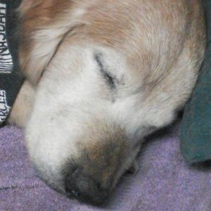 Meet your Posher, Richard